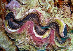 Close up study of Giant Clam taken in Southern Red Sea Se... by Sarah Iles 